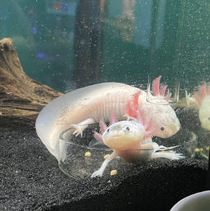 Meet your Posher, Sam